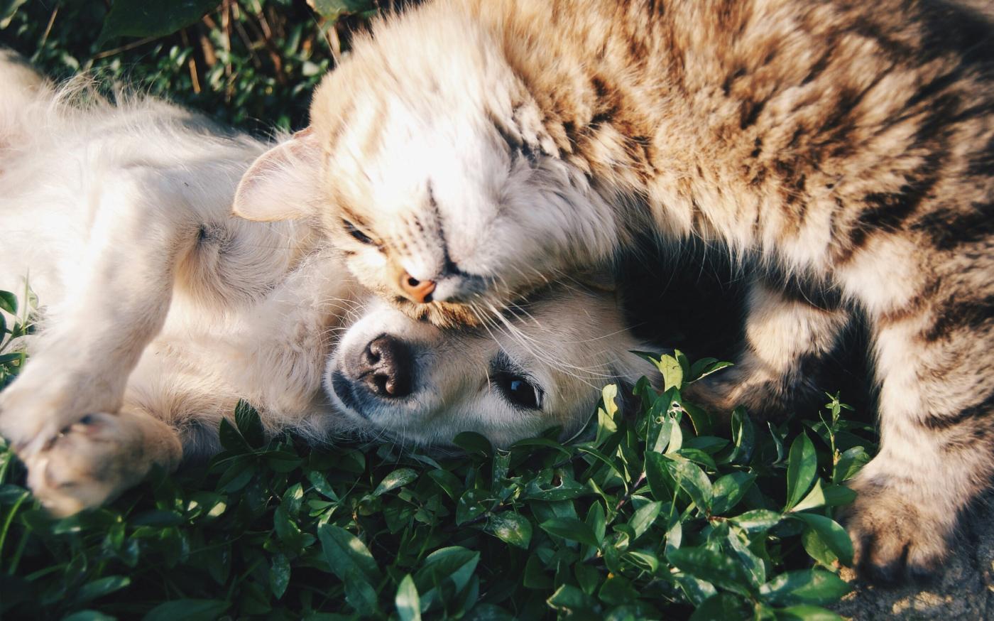 white dog and gray cat hugging each other on grass by Krista Mangulsone courtesy of Unsplash.