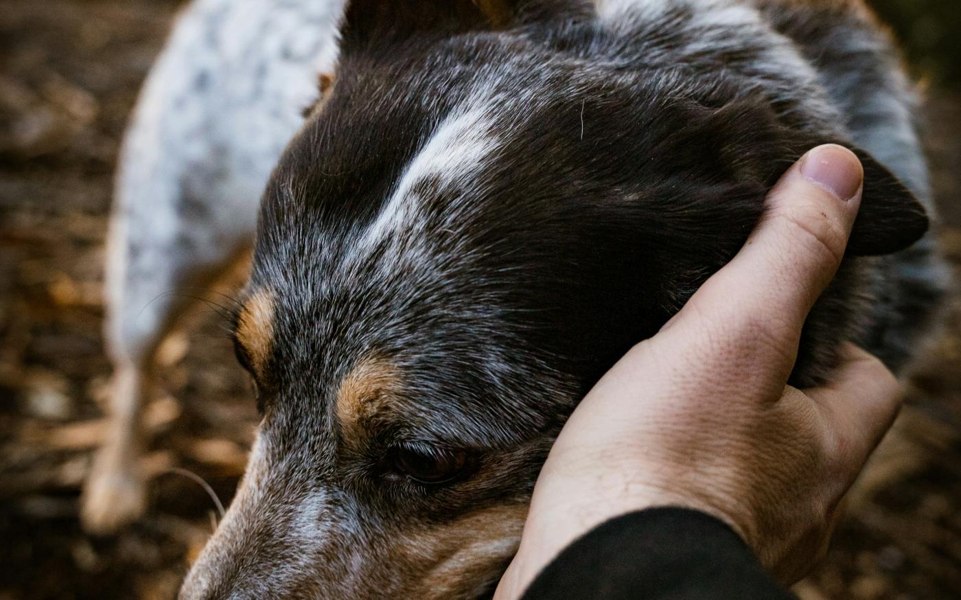 a dog is being petted by a person in the woods by Daniel Lincoln courtesy of Unsplash.