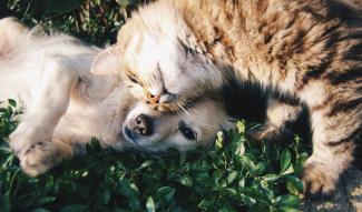 white dog and gray cat hugging each other on grass by Krista Mangulsone courtesy of Unsplash.