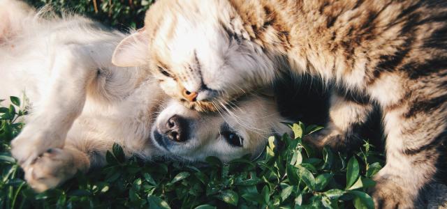 white dog and gray cat hugging each other on grass by Krista Mangulsone courtesy of Unsplash.
