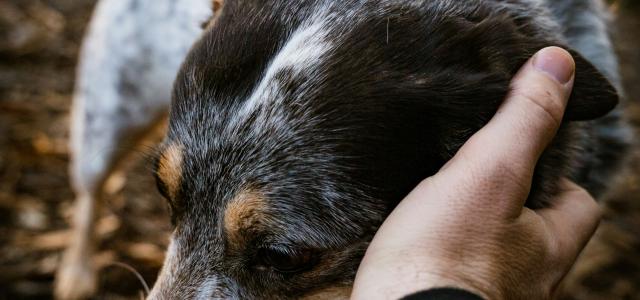 a dog is being petted by a person in the woods by Daniel Lincoln courtesy of Unsplash.